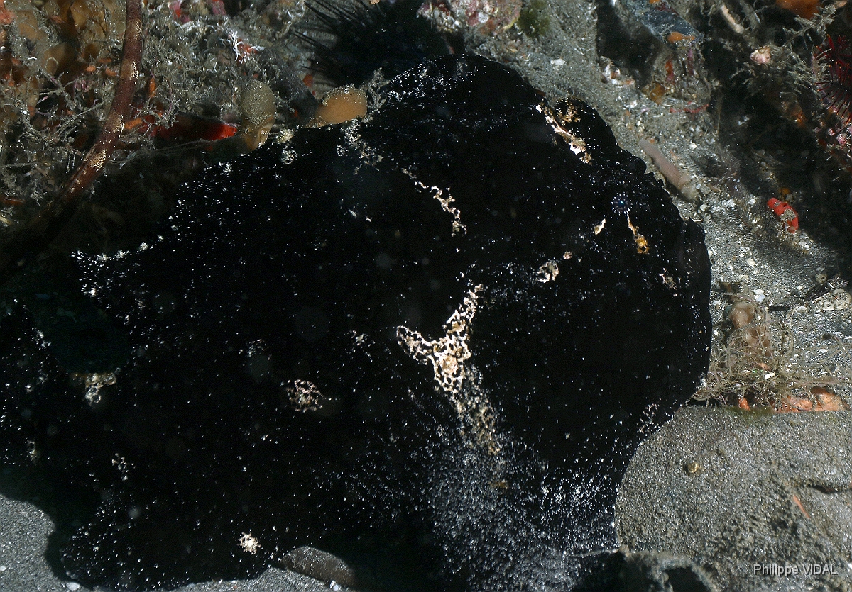 Bali 2016 - Painted frogfish - Antenaire peint - Antennarius pictus - IMG_6142_rc.jpg